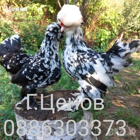 Чифтове струмски бантам