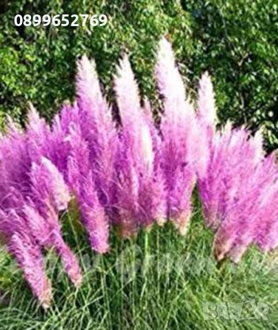 Пампаска трева(Бяла и Розова) 