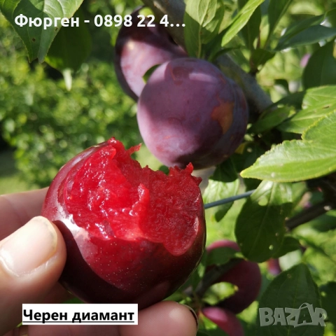 Слива - Налични 4 сорта Анджелино ,Черен диамант (Блек Даймънд) , Черен Сплендор - BLACK SPLENDOR и , снимка 6 - Разсади - 51852300