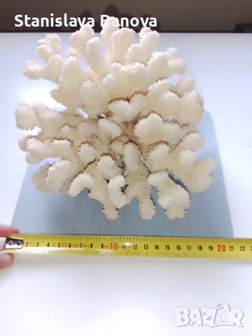 Бял корал, снимка 11 - Други - 54079779