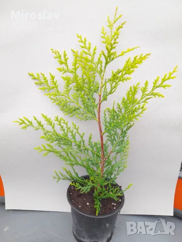 Кипарис Лейланди (Златен ездач), снимка 7 - Градински цветя и растения - 49938287