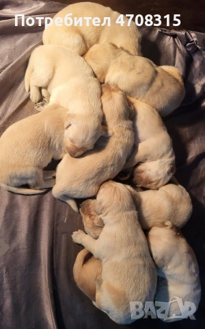 Голдън ретривър момченце ваксина, снимка 5 - Голдън ретривър - 54133887