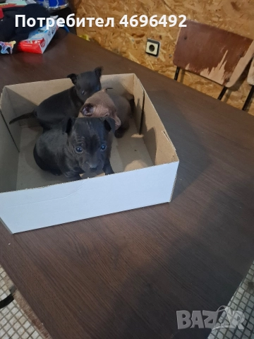 продавам пясъчни пинчери., снимка 3 - Пинчер - 52944172