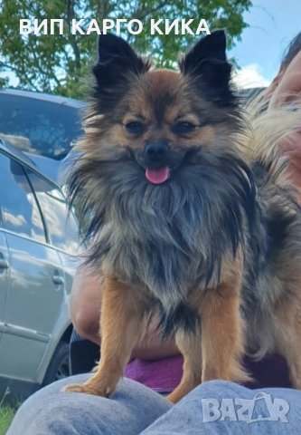 Мъжки мини шпиц, търси привлекателна дама , снимка 2 - Търси партньор - 32152232