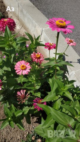 продавам семена на цветя Циния (реколта 2025 г.), снимка 8 - Градински цветя и растения - 29996550