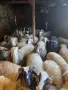 Продавам агнета, снимка 1