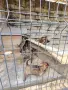 🐕 ПРОДАВАТ СЕ КУЧЕНЦА МАЛИНОА 🐕, снимка 8