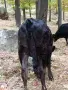 Юница на една година , снимка 7