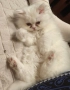 Породисти пухкави персийски котета, снимка 6
