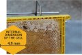 Пластмасови рамки с пластмасова основа за кошери MANN LAKE USA, снимка 1 - Стоки за пчели - 30922382