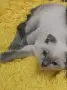 шотландско клепоухо момче , снимка 2