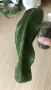 Philodendron Patriciae , снимка 4