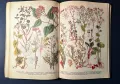 Стара Книга Разпознаване и Събиране на Билки / Борис Китанов, снимка 13