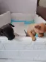 животни кучета мини чихуахуа , снимка 5