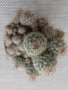 красив кактус в керамична саксия, снимка 2