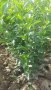 Зелен лигуструм  разклонен ,подрязван перфектен на гол корен- 070 см, снимка 12