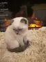 шотландско клепоухо момче , снимка 1