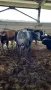 Продавам телета и бикове ., снимка 1