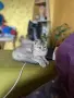 клепоуха сребърна чинчила
, снимка 5