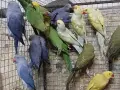 продавам малки александри, снимка 6