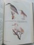 Фауната на България Том 20 част 1 - С.Симеонов,Т.Мичев,Н.Нанкинов - 1990г., снимка 11