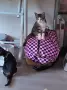 Подарявам малки котенца, снимка 2