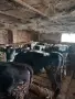 Продавам телета угоени , снимка 2
