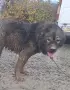 Кавказки овчарки 2 женски и 2 мъжки, снимка 10