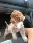 Лагото романьоло, снимка 1