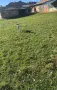 Английски пойнтер, снимка 1