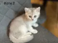 Британско късокосместо коте, снимка 6