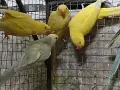 продавам малки александри, снимка 2