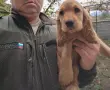 Кокер Шпаньол,, , снимка 3