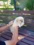 Пекинез, снимка 1
