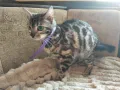 Бенгалска котка, снимка 11