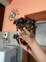 Йоркширски териер, снимка 2