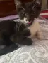 Подарявам малки котета, снимка 2
