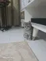 Британска късокосместа, снимка 1