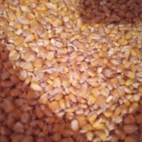 Пшеница царевица , снимка 3 - За селскостопански - 37211914