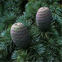 Атласки кедър (Cedrus atlantica), снимка 3 - Градински цветя и растения - 44237629