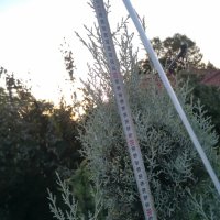 Кипарис - пон пон и спирала, снимка 7 - Градински цветя и растения - 38337057