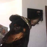 Кучешка шапка с козирка Шапки за кучета Аксесоари аксесоар за кучета Шапка за куче, снимка 11 - За кучета - 27063563