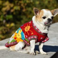  Ръчно бродирани перуански кучешки дрешки различни цветове и размери, снимка 5 - За кучета - 42804804
