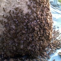 продавам пчелни семейства в Тръвни, снимка 2 - За пчели - 44218272