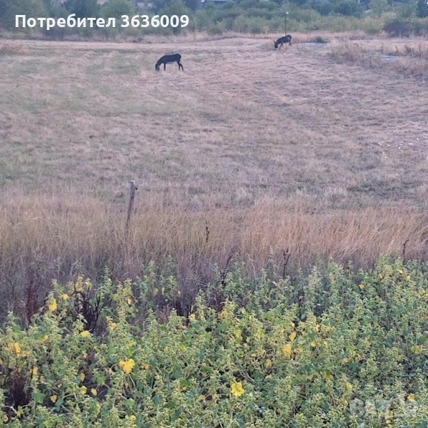 Изкупуваме Земеделска Земя,Ливади и Пасища , снимка 1