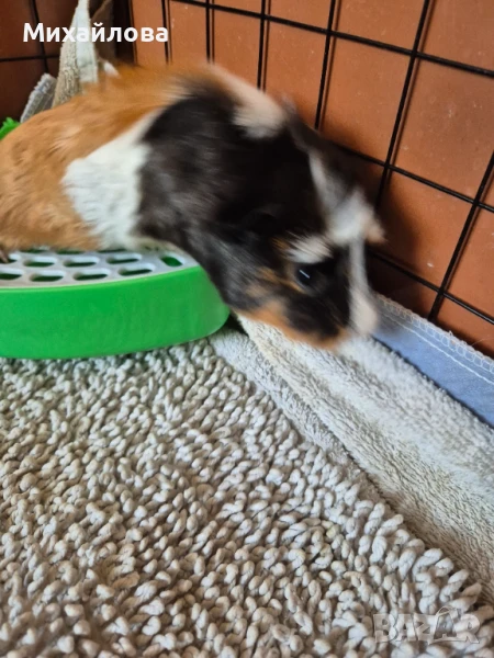 Морски свинчета бебета , снимка 1