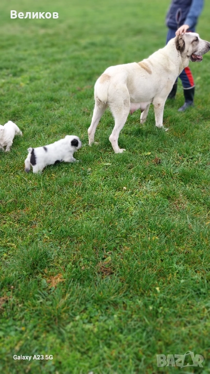 Алабай кученца Мъжкари , снимка 1