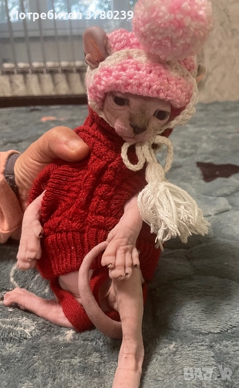 Котенца Канадски Сфинкс и Елф, снимка 1