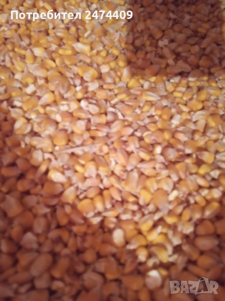 Царевица , снимка 1