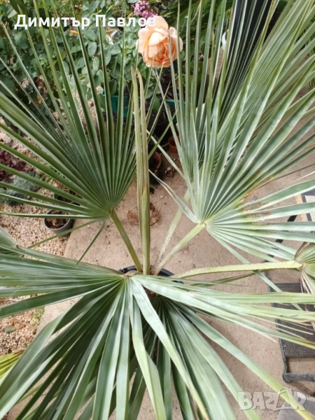 Брахея Армата,Мексиканска Синя Палма, снимка 1